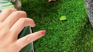 FUNNY ANIMALS