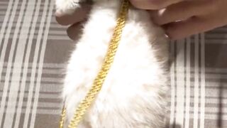 Cute cat ????????????