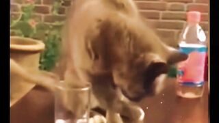 curious cat
