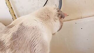 Cat likes water