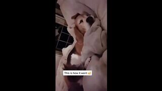 Best Funny Videos Of Dogs, Cats And Animals