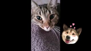 Best Funny Cats and Dogs Videos Funniest Animals