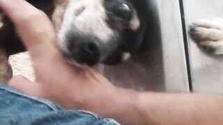 Minha cachorra
