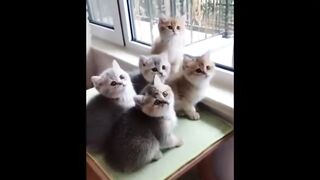 funny cats