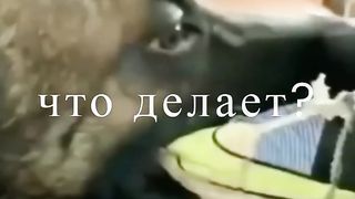 Я ржал до слез ???? САМЫЕ СМЕШНЫЕ ПРИКОЛЫ С ЖИВОТНЫМИ 2023.