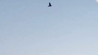 How Falcons Rule The Sky