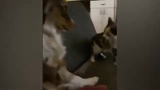 Funny Dogs And Cats Videos 2024 ???? - Best Funniest Animal Videos