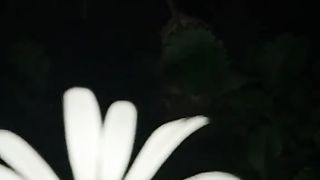 BOA NOITE
