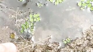 Monster Eel Strike Lunch Time