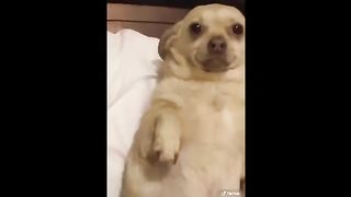 ???? BEST FUNNIEST & CUTEST ANIMALS EVER ???? - Animal Videos: #46