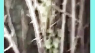 Atividade paranormal capitada em uma floresta