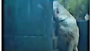 boy_save_dog_????___cute_girl_smile_????_status_#shorts_#attitude_#viral_#doglover_❤(240p).