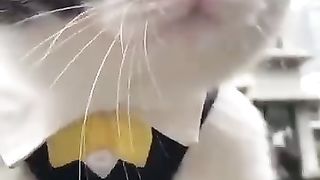 Funny_animals_2023????_-_Funniest_Cats_and_Dogs_Video????????239_#shorts(360p).