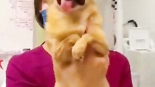 Funny_And_Cute_Animal_Videos_Try_Not_To_Laugh_Or_Smile (360p).