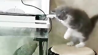 Amazing_Funny_Cats_Trending_Clips????___Best_#funny_Cats_#shorts_Video????___#trending_#animals_#reels(360p).