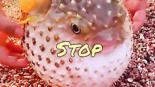 Funny_Animal_Videos_2023_-_Comedy_Voiceover!_#12????????????(360p).