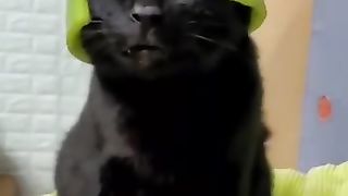 Funny_Animal_Videos_2022__Best_Dogs_And_Cats_Videos_????????_#_55(360p).