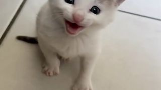 Déjà trois mois que j’ai récupéré le chaton