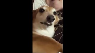 ???? BEST FUNNIEST & CUTEST ANIMALS EVER ???? - Animal Videos: #38