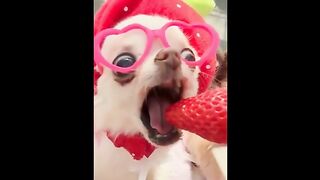 Funny Animals 2024 ???? - Funniest Cats and Dogs Videos ???????? Part 1