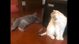 0Funny Animals 2024 ???? - Funniest Cats and Dogs Videos ???????? Part 2