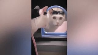 minutes of funny cats doing what they do best MISCHEIF