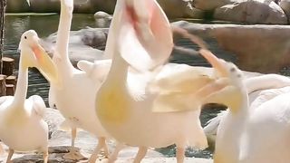 Wow skilful playful funny amazing