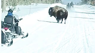 BULL.