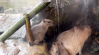 Amazing videos vol 407
