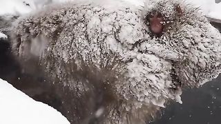 monkeys survive the season. snow