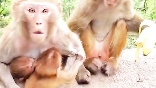 looking after the mother monkey's two children