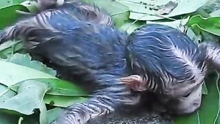 beautiful newborn baby monkey