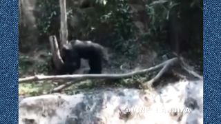 Russian monkey