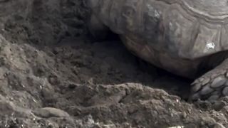 Tortoise