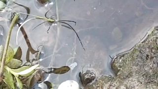 The Most Powerful Eel Bait