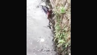 Funny Animals 2024 ???? - Funniest Cats