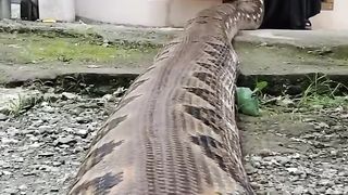 This is a huge anaconda.