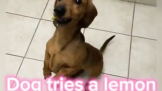 Dog tries a lemon for the first time.