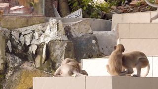 Monkeys ???? Beautiful Scenes||Viral Monkey.