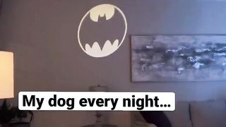 The superhero life isn’t easy! #dog #goldenretriever #batdog