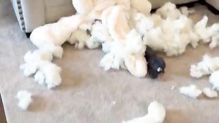 My dog destroyed an expensive toy! #dog #goldenretriever