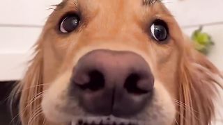 My dog has the most iconic smile! #dog #goldenretriever