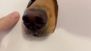 The most realistic dog drawing ever! #dogs #goldenretriever