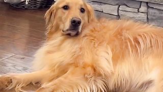 My dog is gross for this! #dog #goldenretriever