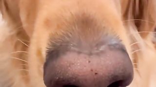 I can't believe my dog didn't protect me...#dog #goldenretriever #puppy