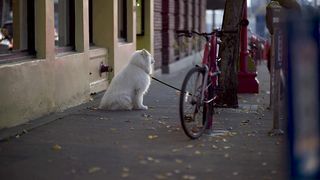 "Pup-tastic Antics: A Hilarious Journey into Doggy Shenanigans!"