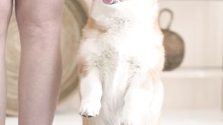 "Pawsome Playtime: A Symphony of Laughter in the World of Wagging Tails!"