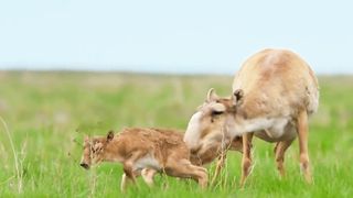 She takes care of her newborn children
