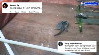 Pemijahan induk lele 1:1 vs 1:2 atau 2:3 ( pemijahan masal ) Mana yang kalian pilih❓