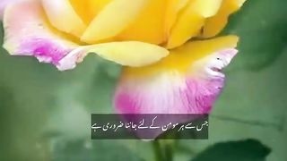 Allah_Bayan_Gif_#islamicvideos_#status_#haseenamdcreations_#_#viral_#shortvideo_#viralvideo